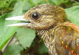 Little Woodpecker