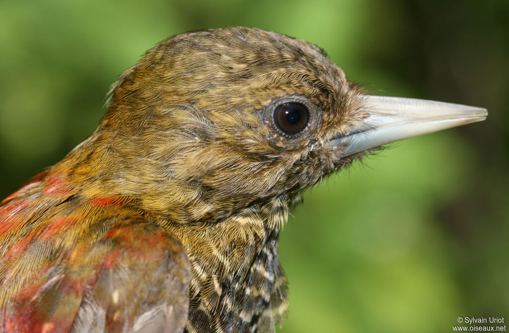 Little Woodpecker female adult