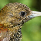 Pic passerin