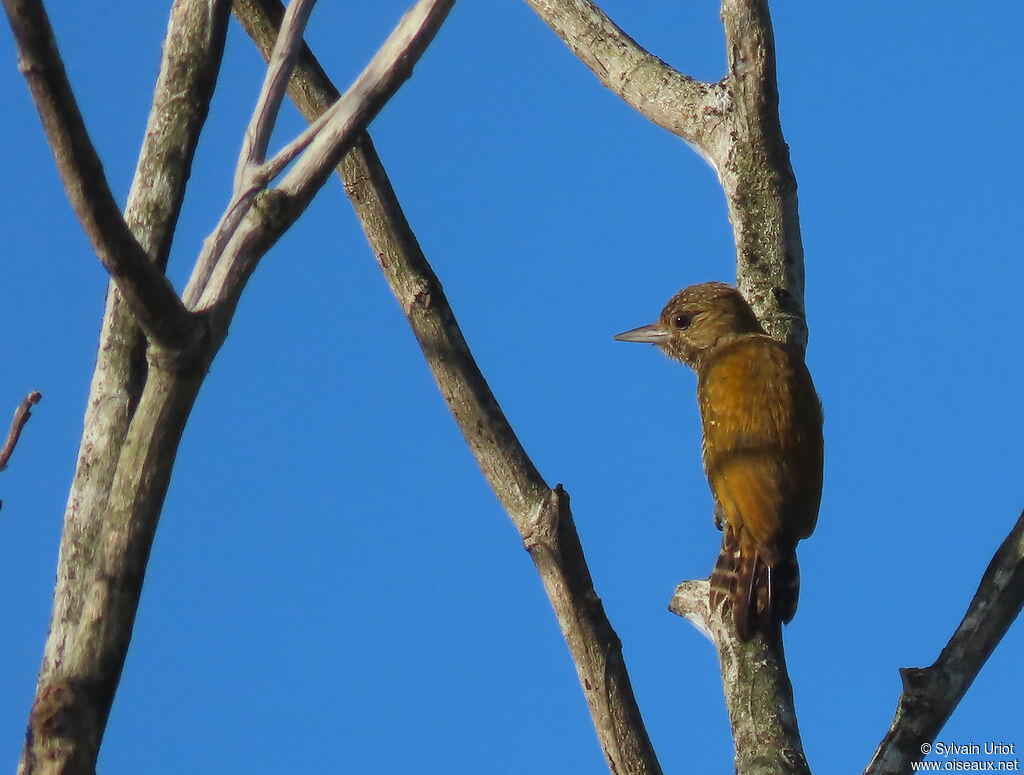 Little Woodpecker female adult