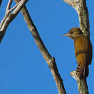 Pic passerin
