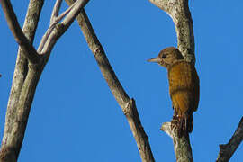 Little Woodpecker