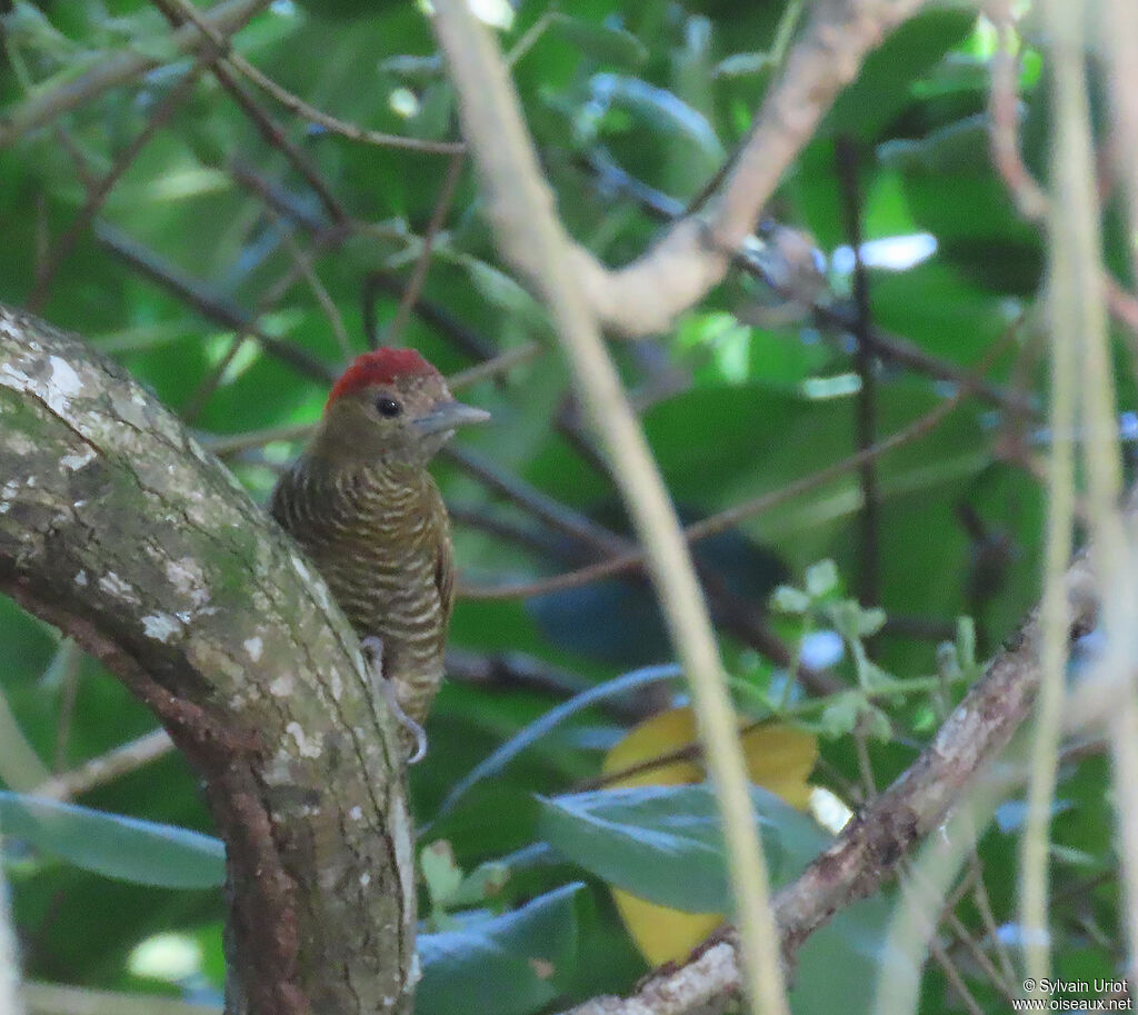 Little Woodpecker male adult