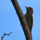 Pic passerin
