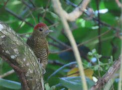 Little Woodpecker