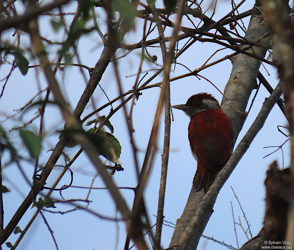 Scarlet-backed Woodpecker male adult