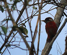 Scarlet-backed Woodpecker