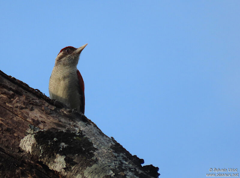 Scarlet-backed Woodpecker male adult