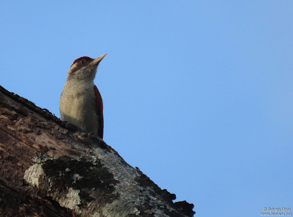 Scarlet-backed Woodpecker male adult