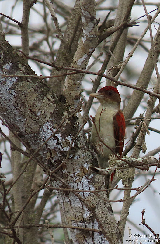 Scarlet-backed Woodpecker male adult