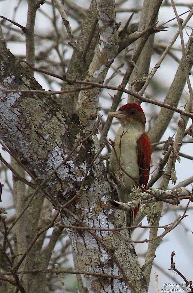 Scarlet-backed Woodpecker male adult