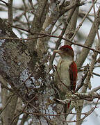 Scarlet-backed Woodpecker