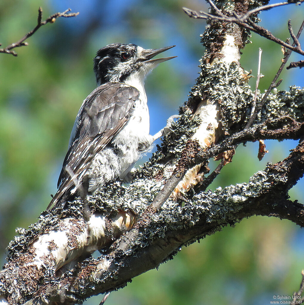 Eurasian Three-toed Woodpecker female adult