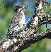 Eurasian Three-toed Woodpecker