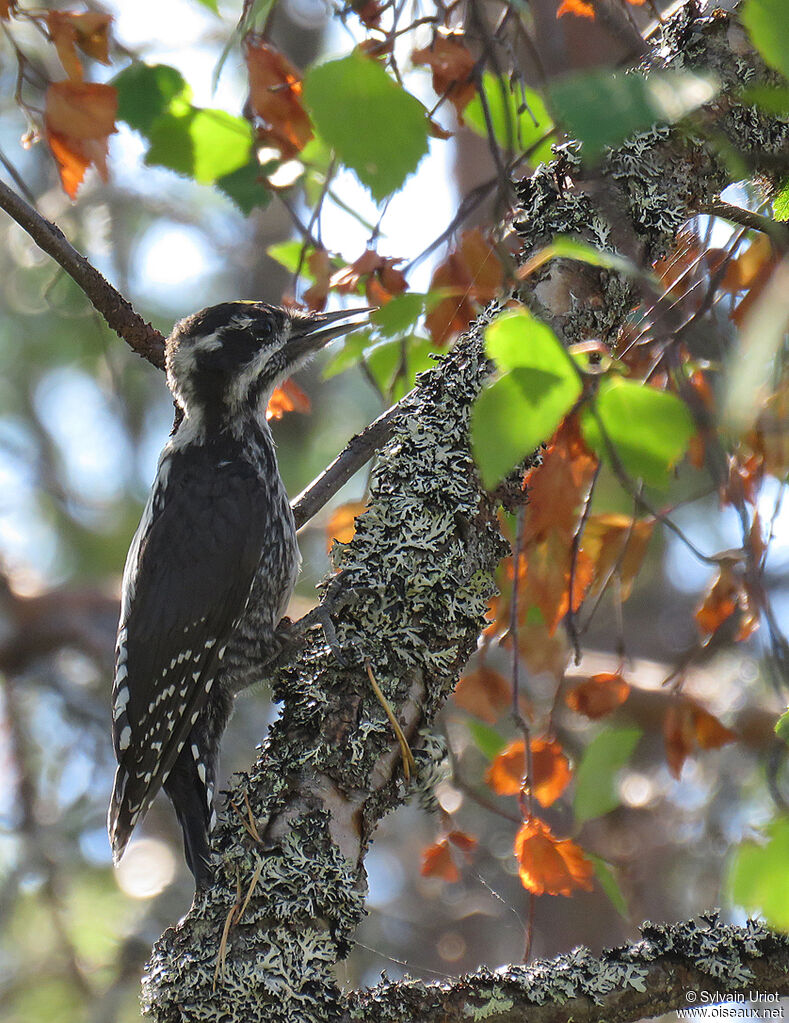 Eurasian Three-toed Woodpecker male adult