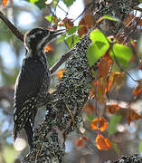 Eurasian Three-toed Woodpecker