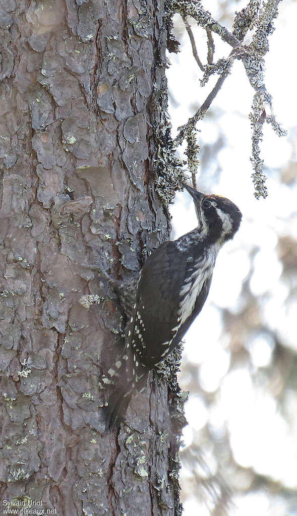 Eurasian Three-toed Woodpecker male adult, habitat