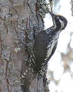 Eurasian Three-toed Woodpecker