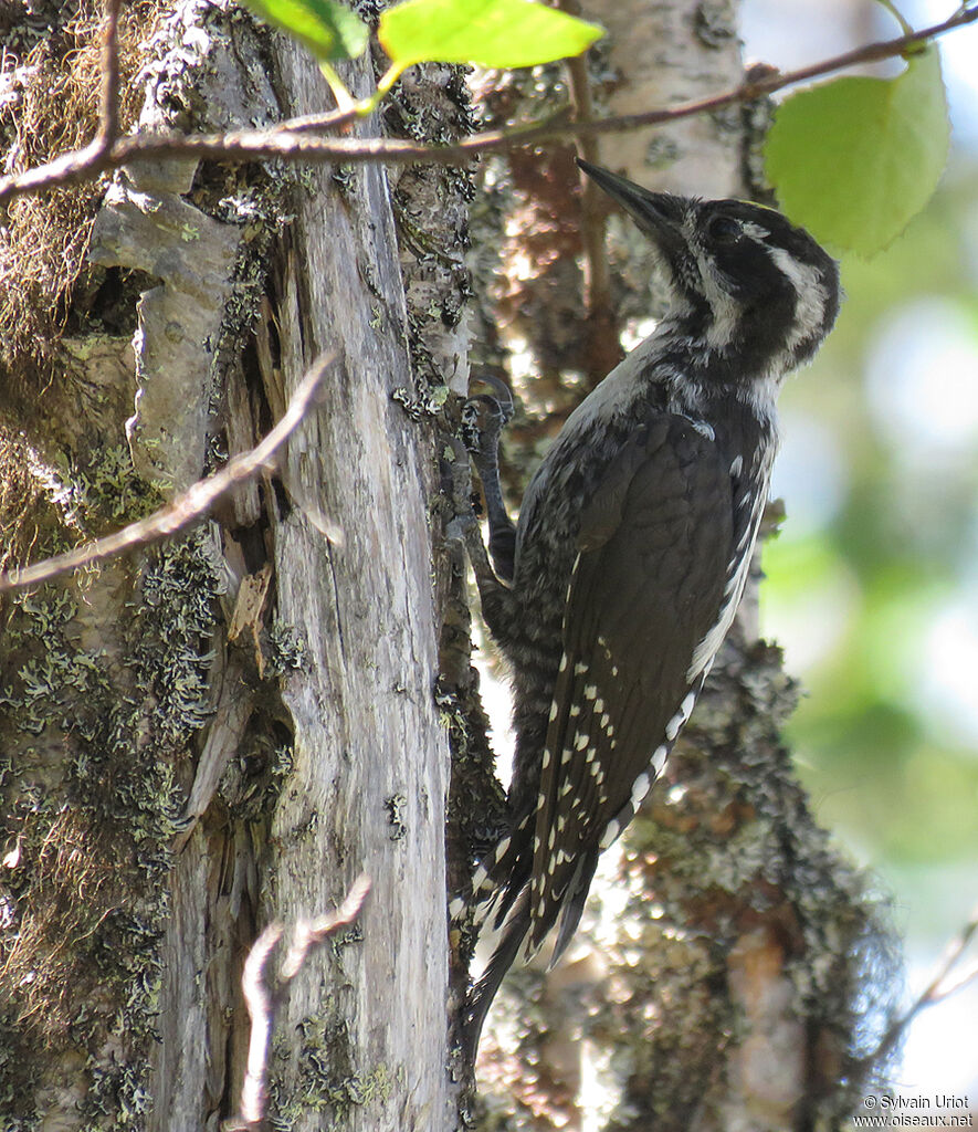 Eurasian Three-toed Woodpecker male adult