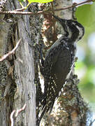 Eurasian Three-toed Woodpecker