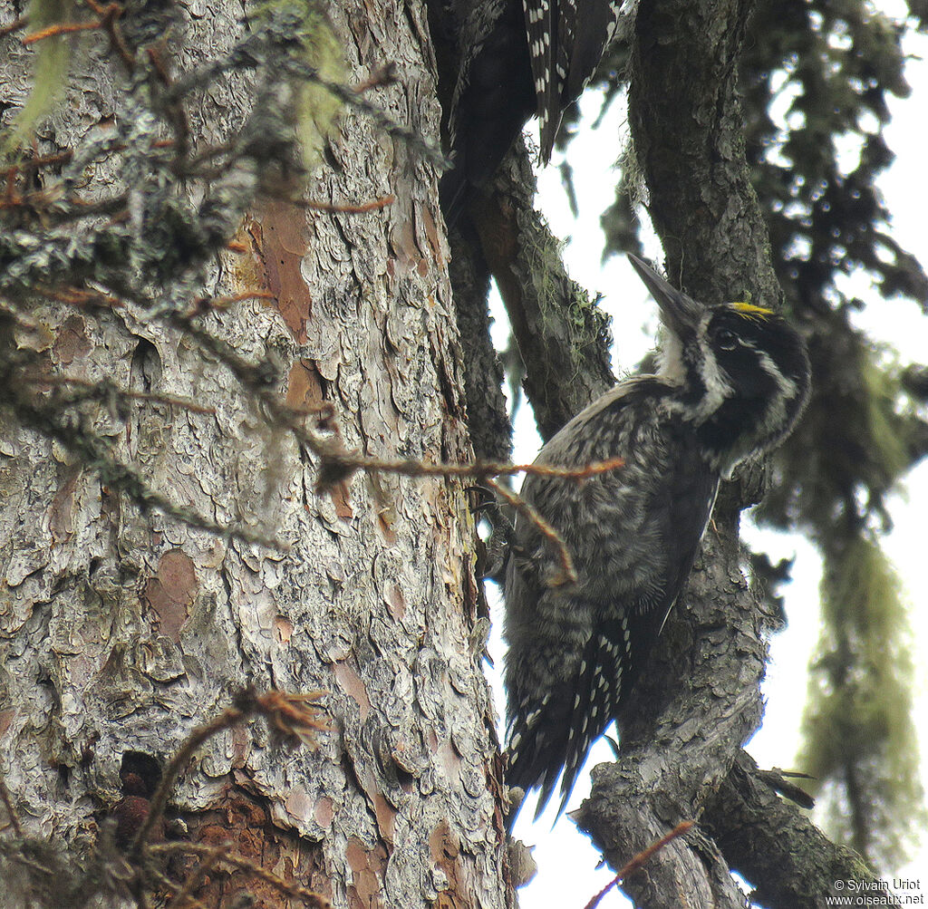 Eurasian Three-toed Woodpecker male adult
