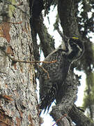 Eurasian Three-toed Woodpecker