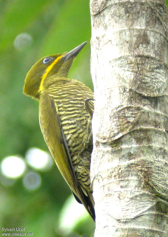 Golden-green Woodpecker female adult