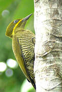 Golden-green Woodpecker