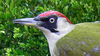 European Green Woodpecker