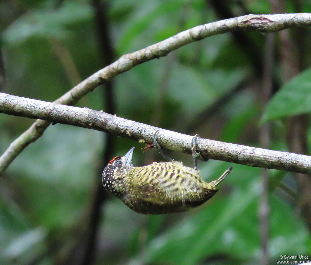 Golden-spangled Piculet male adult