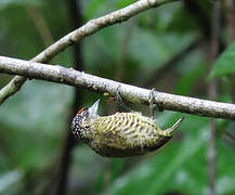 Golden-spangled Piculet