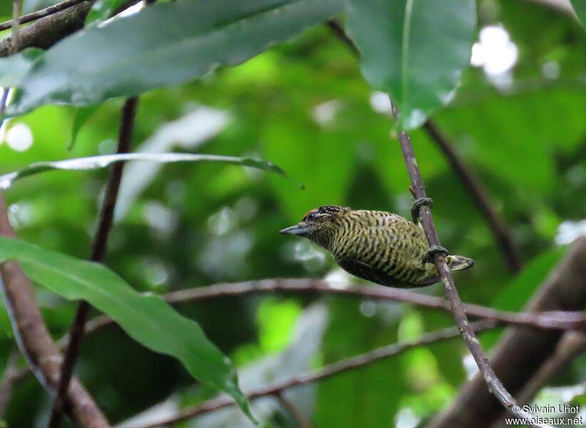 Golden-spangled Piculet male adult