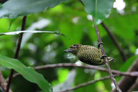 Golden-spangled Piculet