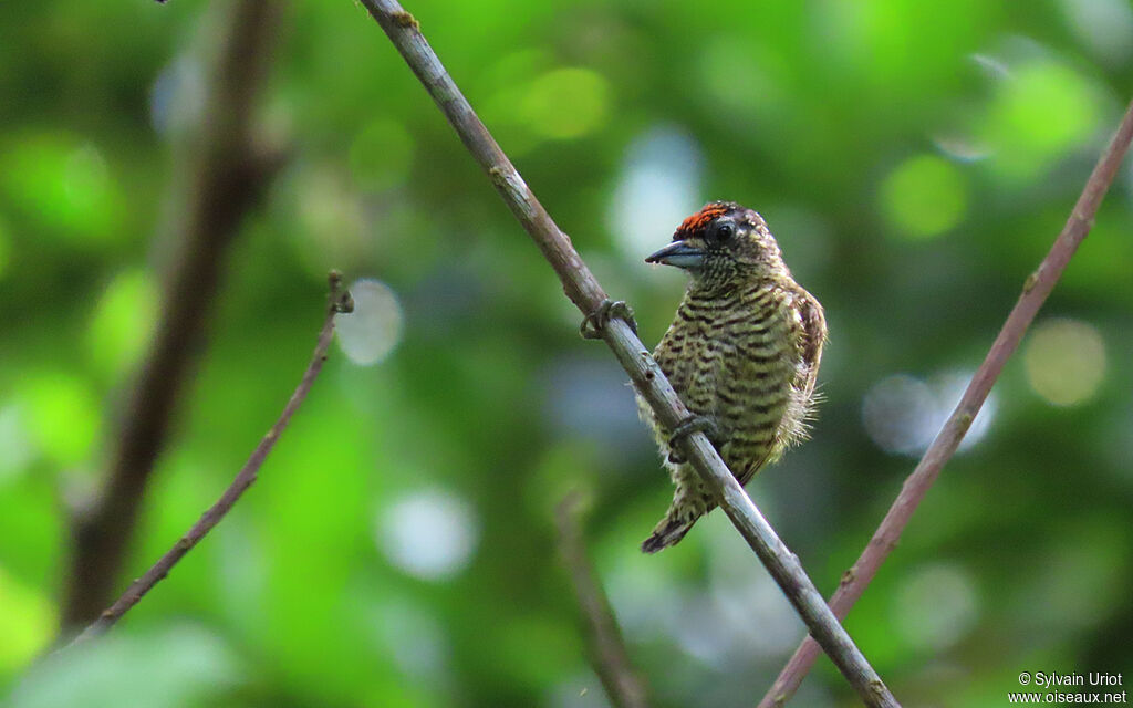 Golden-spangled Piculet male adult