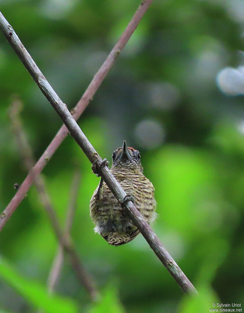 Golden-spangled Piculet male adult