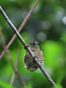 Golden-spangled Piculet