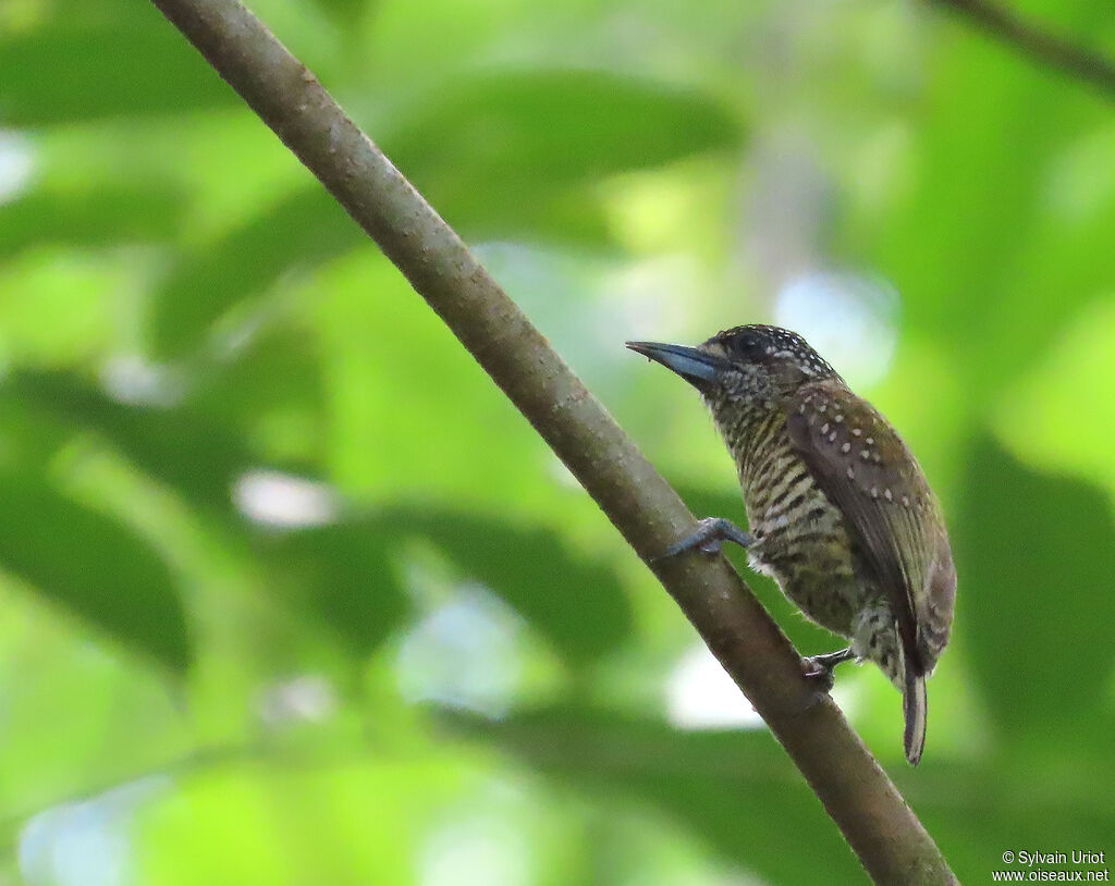 Golden-spangled Piculet female adult