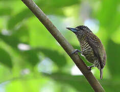 Golden-spangled Piculet