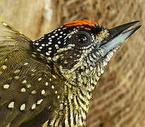 Golden-spangled Piculet