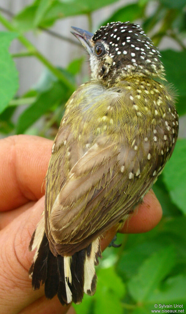 Golden-spangled Piculet female adult