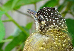 Golden-spangled Piculet