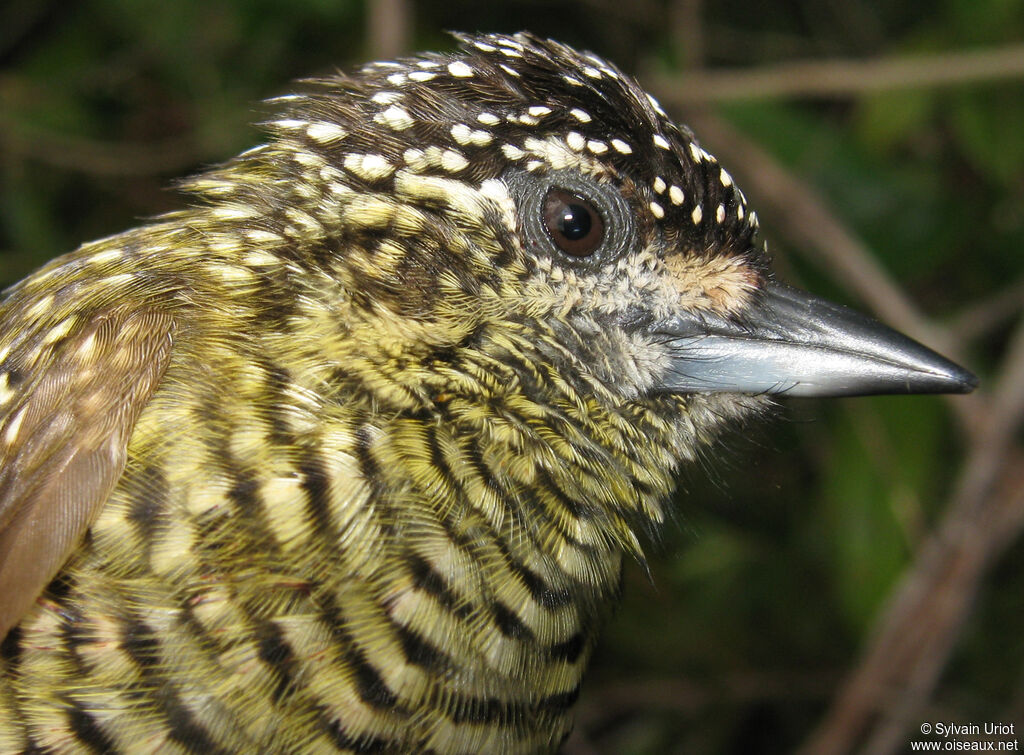 Golden-spangled Piculet female adult