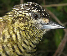 Golden-spangled Piculet