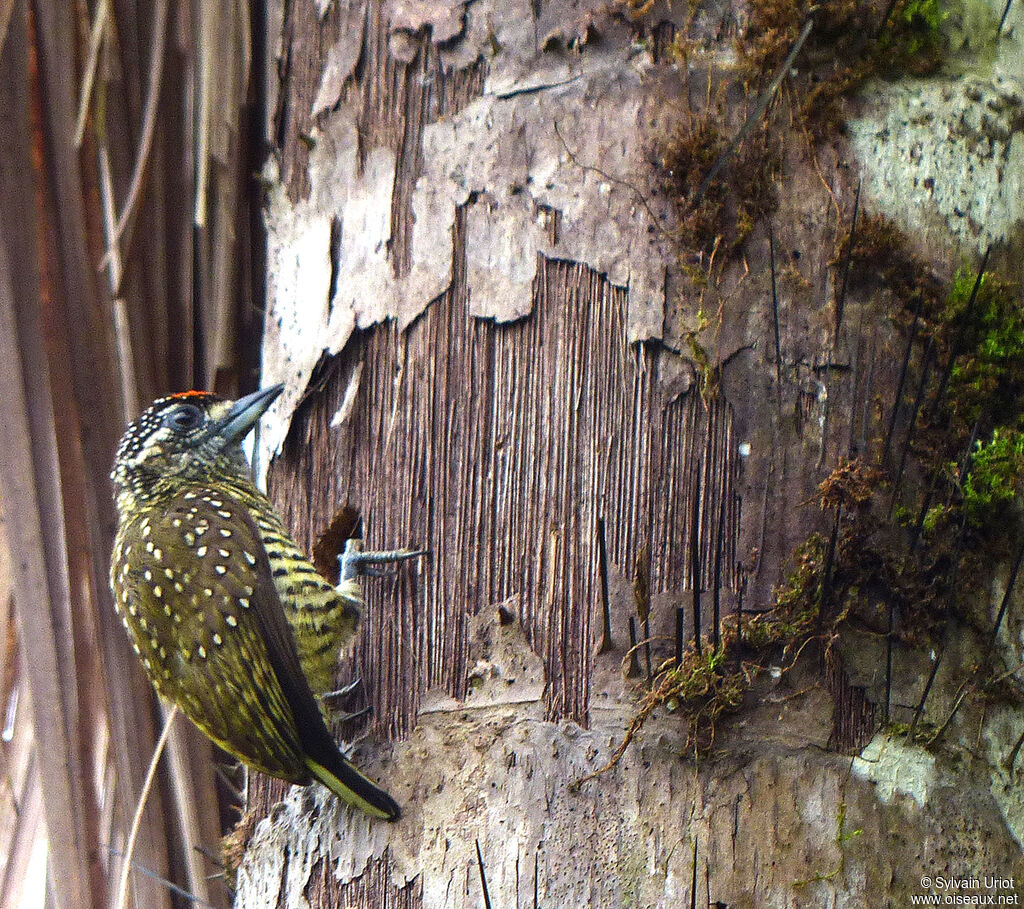 Golden-spangled Piculet male adult