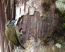 Golden-spangled Piculet