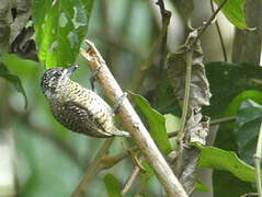 Golden-spangled Piculet