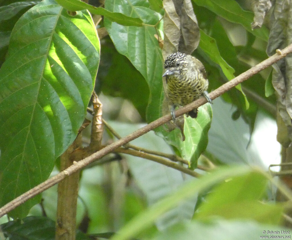 Golden-spangled Piculet female adult