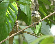 Golden-spangled Piculet