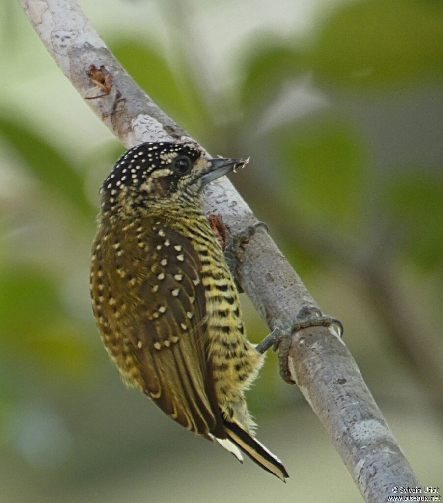 Golden-spangled Piculet female adult