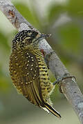 Golden-spangled Piculet